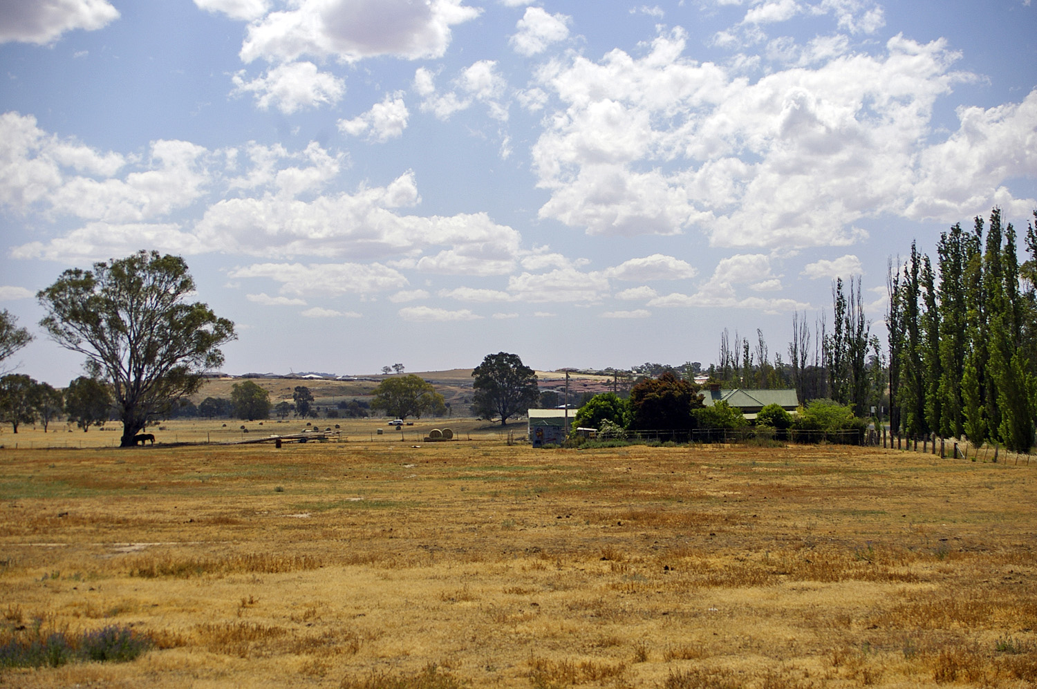 Drought-affected paddock in North Wagga, New South Wales