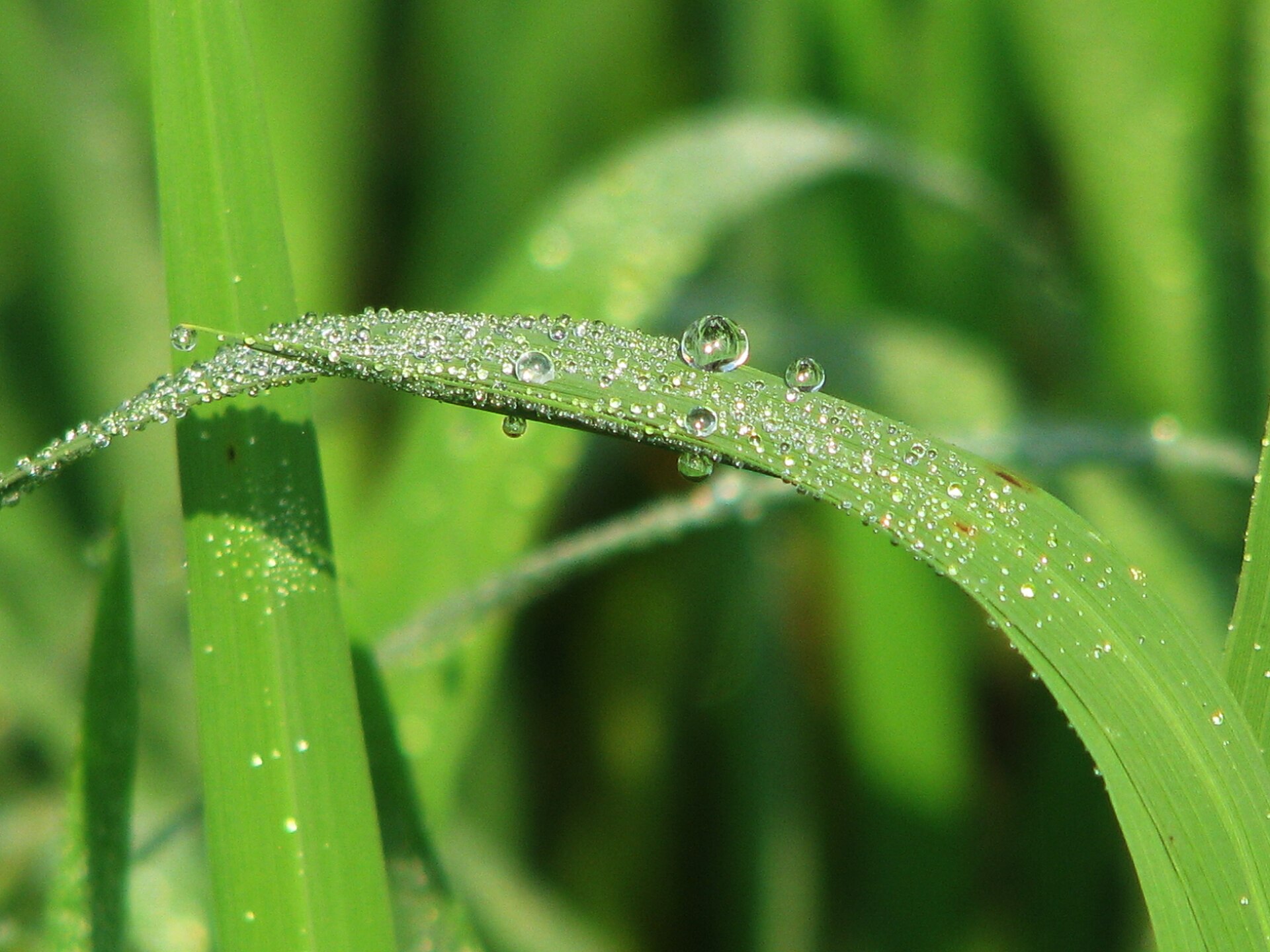 Dew drops on foliage